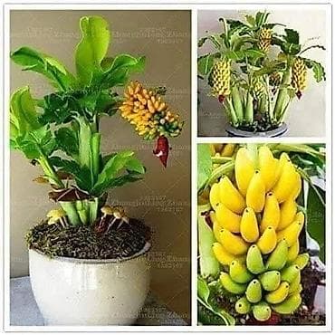 Seeds and seedlings: MINI BANANA Musa velutina (otporna na mraz) Seme: 100 komada 750dinara at lalafo.rs — 2 Seeds and seedlings: MINI BANANA Musa velutina (otporna na mraz) Seme: 100 komada 750dinara — 2