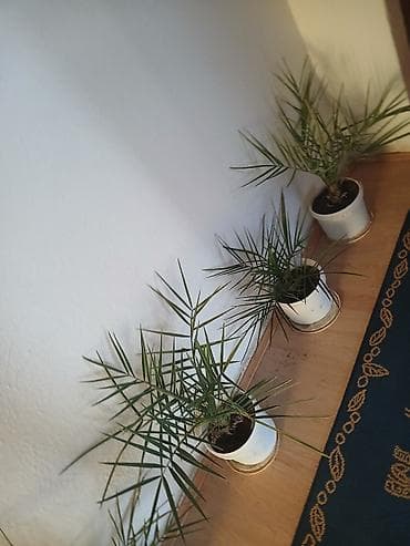 Sobne palme u saksijama - Broj komada: više biljaka - Visina at lalafo.rs — 2 Sobne palme u saksijama - Broj komada: više biljaka - Visina — 2