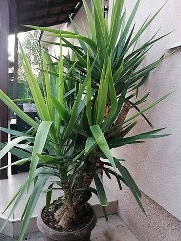 Nameštaj: Drvo života -Yucca Elephantipes Visine 1-2 m Drvo Zivota-Yucca na lalafo.rs — 5 Nameštaj: Drvo života -Yucca Elephantipes Visine 1-2 m Drvo Zivota-Yucca — 5