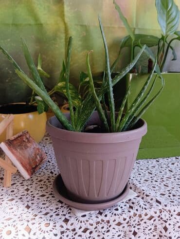 Aloja u saksiji prečnika 15cm - 300 din Aloja u saksiji prečnika 19cm na lalafo.rs Aloja u saksiji prečnika 15cm - 300 din Aloja u saksiji prečnika 19cm