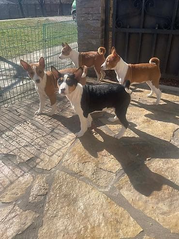 Prelepi štenci rase Basenji Na prodaju prelepi štenci rase Basenji – at lalafo.rs — 2 Prelepi štenci rase Basenji Na prodaju prelepi štenci rase Basenji – — 2