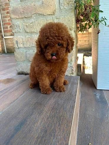 zenske broj: Crvene i aprikot mini patuljaste pudle Crvene i aprikot at lalafo.rs — 7 zenske broj: Crvene i aprikot mini patuljaste pudle Crvene i aprikot — 7