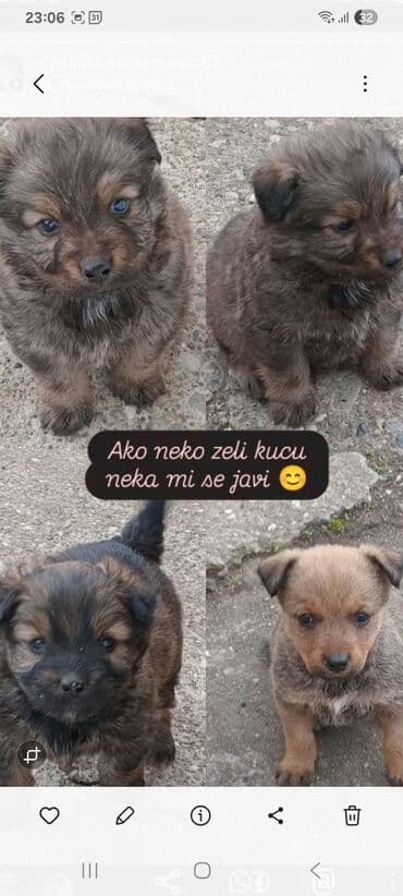 Preslatki štenci traže novi dom. - Više štenaca sa srednje dugom na lalafo.rs Preslatki štenci traže novi dom. - Više štenaca sa srednje dugom
