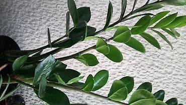 Zamija, jednostavna za održavanje na lalafo.rs Zamija, jednostavna za održavanje