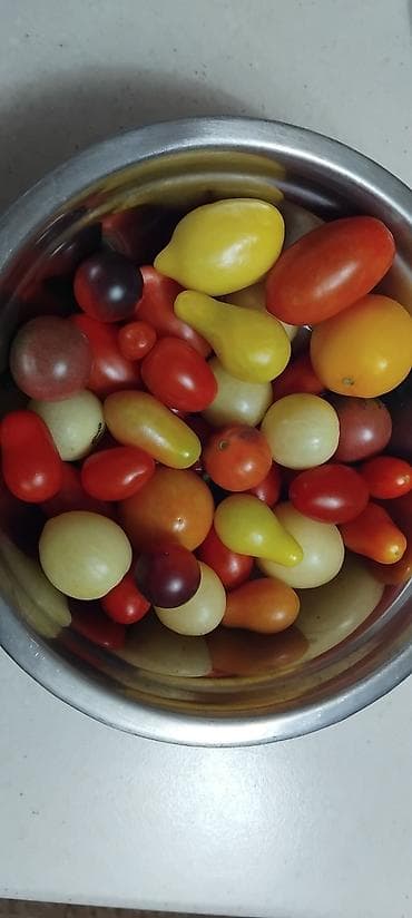 Seme domaćih sorti paradajza Opis: - Raznovrsne stare i egzotične na lalafo.rs — 9 Seme domaćih sorti paradajza Opis: - Raznovrsne stare i egzotične — 9