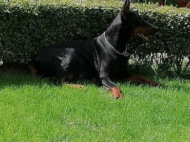 zenske broj: Prodajem skotnu zenku dobermana. 14.09.2025 uparena sa CAPO DI PATRIA at lalafo.rs — 1 zenske broj: Prodajem skotnu zenku dobermana. 14.09.2025 uparena sa CAPO DI PATRIA — 1