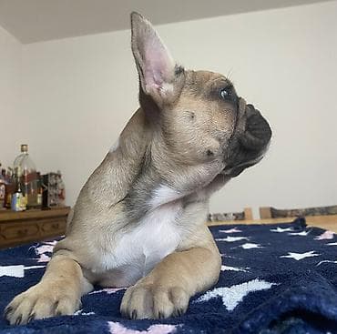 za svaki dan: Dostupni vrhunski štenci francuskog buldoga Na raspolaganju jos dva at lalafo.rs — 3 za svaki dan: Dostupni vrhunski štenci francuskog buldoga Na raspolaganju jos dva — 3