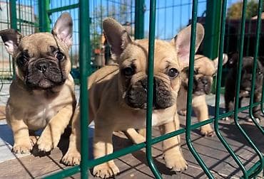 za svaki dan: Dostupni vrhunski štenci francuskog buldoga Na raspolaganju jos dva at lalafo.rs — 1 za svaki dan: Dostupni vrhunski štenci francuskog buldoga Na raspolaganju jos dva — 1