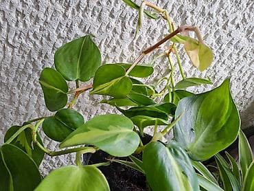 Filadendron Brazil, sa prve tri slike je 500, velika biljka sa cetvrte na lalafo.rs — 5 Filadendron Brazil, sa prve tri slike je 500, velika biljka sa cetvrte — 5