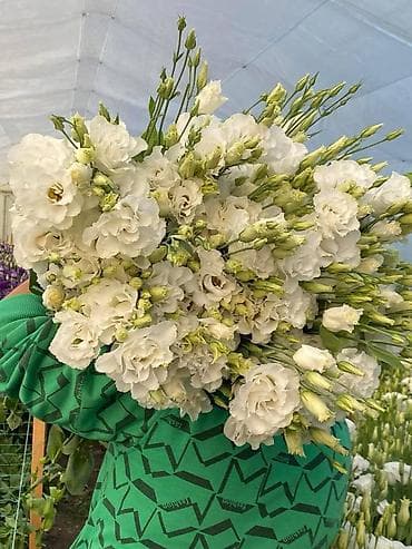 Home & Garden: Na prodaju rezani cvet lizijantusa na veliko i malo. Za više at lalafo.rs — 1 Home & Garden: Na prodaju rezani cvet lizijantusa na veliko i malo. Za više — 1