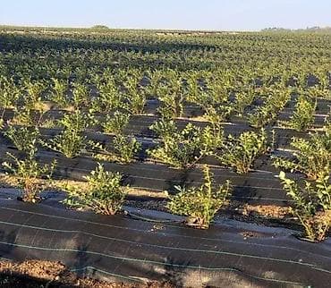Clamps: Agrotekstil folija PP za malc, kamen oblutak-tkana. Agrotekstil ili at lalafo.rs — 8 Clamps: Agrotekstil folija PP za malc, kamen oblutak-tkana. Agrotekstil ili — 8