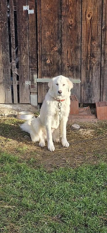 pantalone butiku ali: Na prodaju šarplaninka (merdzanka) oštenjena 5.maja 2025. Kupljena od na lalafo.rs — 1 pantalone butiku ali: Na prodaju šarplaninka (merdzanka) oštenjena 5.maja 2025. Kupljena od — 1