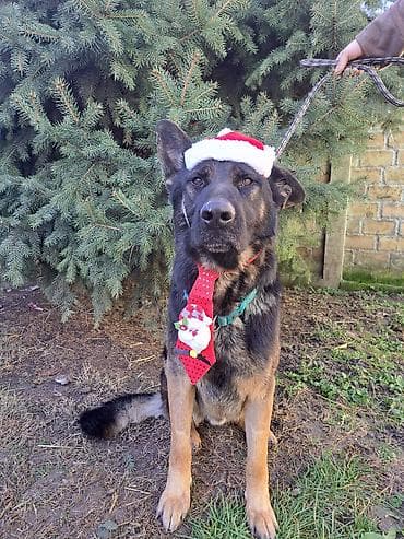 za svaki dan: ❗ IZGUBLJEN PAS – DON ❗
🙏 MOLIMO ZA POMOĆ I DELJENJE 🙏 Don je nestao i at lalafo.rs — 7 za svaki dan: ❗ IZGUBLJEN PAS – DON ❗
🙏 MOLIMO ZA POMOĆ I DELJENJE 🙏 Don je nestao i — 7