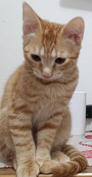 Poklanjam slatko mace. staro 3 meseca. vrlo umiljato i kucno at lalafo.rs Poklanjam slatko mace. staro 3 meseca. vrlo umiljato i kucno