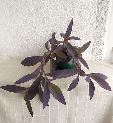 Tradescantia Pallida - Ljubičasta Lozica Prodaje se biljka sa na lalafo.rs — 2 Tradescantia Pallida - Ljubičasta Lozica Prodaje se biljka sa — 2