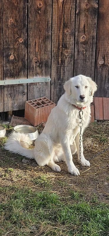 pantalone butiku ali: Na prodaju šarplaninka (merdzanka) oštenjena 5.maja 2025. Kupljena od na lalafo.rs — 5 pantalone butiku ali: Na prodaju šarplaninka (merdzanka) oštenjena 5.maja 2025. Kupljena od — 5