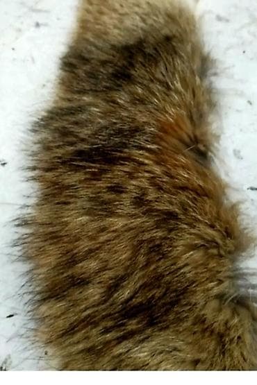 Prirodno krzno – duga traka/za rukave sakrivena ukupne dužine 50 do na lalafo.rs Prirodno krzno – duga traka/za rukave sakrivena ukupne dužine 50 do