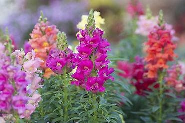 Seme ukrasnog cveća – više vrsta - Perena sapunjača (Saponaria na lalafo.rs — 2 Seme ukrasnog cveća – više vrsta - Perena sapunjača (Saponaria — 2