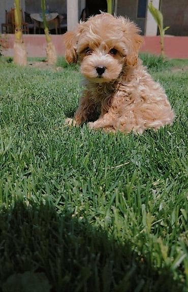 Maltipoo stenci spremni za preuzimanje, vakcinisani i cisceni od na lalafo.rs Maltipoo stenci spremni za preuzimanje, vakcinisani i cisceni od