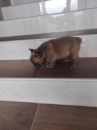 Francuski buldog muško štene, 2 meseca, vakcinisan, očišćen od na lalafo.rs Francuski buldog muško štene, 2 meseca, vakcinisan, očišćen od