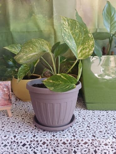 Sobne biljke – Epipremnum aureum (Scindapsus/“Potos”) u saksiji - na lalafo.rs Sobne biljke – Epipremnum aureum (Scindapsus/“Potos”) u saksiji -