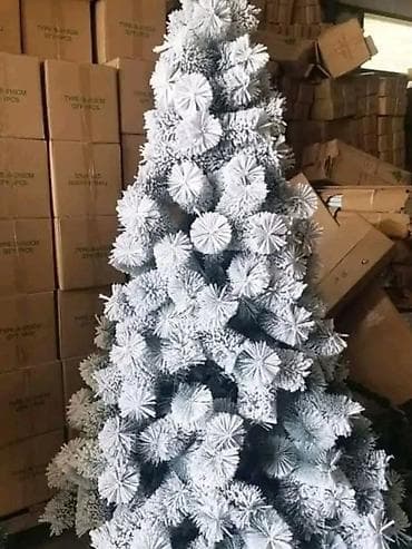 Novogodisnja bor bela jelka Dimenzije i cene: 120cm- 6000din 150cm- at lalafo.rs — 1 Novogodisnja bor bela jelka Dimenzije i cene: 120cm- 6000din 150cm- — 1