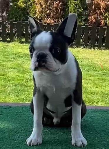 Dostupno muško štene Boston terijera Odličnog karaktera, razigran na lalafo.rs Dostupno muško štene Boston terijera Odličnog karaktera, razigran