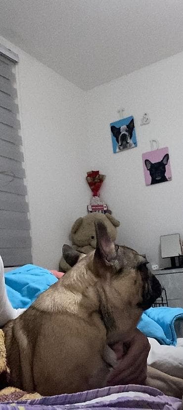 zenske original guess: Ostalo još jedno žensko štene francuskog buldoga . Stara 4 meseca na lalafo.rs — 1 zenske original guess: Ostalo još jedno žensko štene francuskog buldoga . Stara 4 meseca — 1