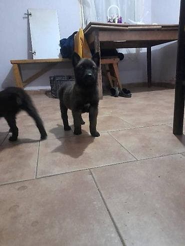 Belgijski ovčar MALINOA štenci Na prodaju štenci Belgijskog ovčara at lalafo.rs — 6 Belgijski ovčar MALINOA štenci Na prodaju štenci Belgijskog ovčara — 6