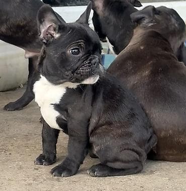 za svaki dan: Dostupno 2 šteneta francuskog buldoga, jos dve devojcice. Oštenjene at lalafo.rs — 3 za svaki dan: Dostupno 2 šteneta francuskog buldoga, jos dve devojcice. Oštenjene — 3