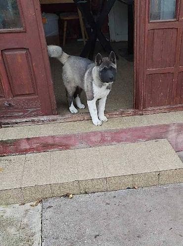 zenske original guess: Američka Akita žensko štene Na prodaju žensko štene Američke Akite na lalafo.rs — 4 zenske original guess: Američka Akita žensko štene Na prodaju žensko štene Američke Akite — 4