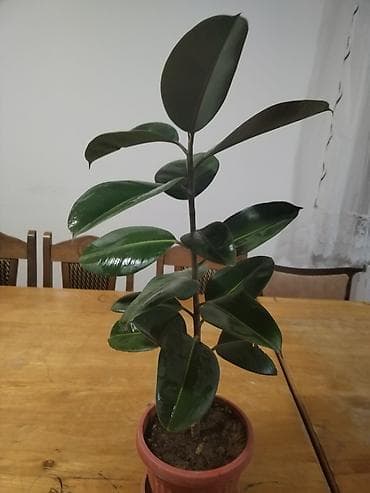 Home & Garden: Fikus elastika (Ficus elastica) u saksiji - Sobna biljka sa krupnim at lalafo.rs — 1 Home & Garden: Fikus elastika (Ficus elastica) u saksiji - Sobna biljka sa krupnim — 1