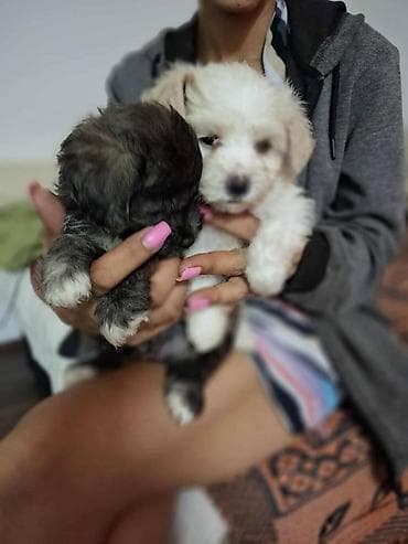 zenske broj: Štenci malog rasta – havanski bisoni sa paperjastom, talasastom at lalafo.rs — 3 zenske broj: Štenci malog rasta – havanski bisoni sa paperjastom, talasastom — 3