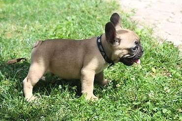 Francuski Buldog štenci Odgajivačnica UŠTICA ima u ponudi štence rase na lalafo.rs Francuski Buldog štenci Odgajivačnica UŠTICA ima u ponudi štence rase