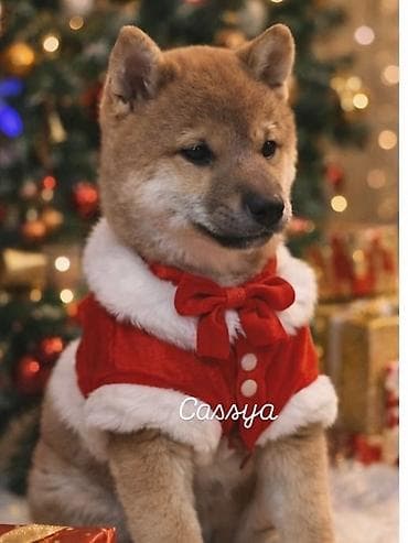 zenske broj: Dostupna zenka Shiba inu stara 2,5meseca,vakcinisana prema starosnoj at lalafo.rs — 2 zenske broj: Dostupna zenka Shiba inu stara 2,5meseca,vakcinisana prema starosnoj — 2