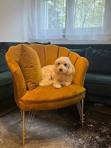 Fotelja “shell” dizajna sa zlatnim nogarama Cena seta 435€ - Tip na lalafo.rs — 4 Fotelja “shell” dizajna sa zlatnim nogarama Cena seta 435€ - Tip — 4