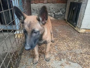 zenske original guess: Belgijski ovčar MALINOA štenci Na prodaju dva muška šteneta, stari 3 na lalafo.rs — 4 zenske original guess: Belgijski ovčar MALINOA štenci Na prodaju dva muška šteneta, stari 3 — 4