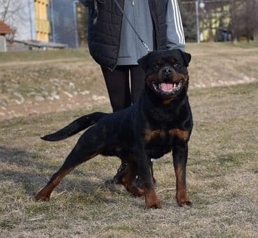 Na prodaju rotvajler muzjak star 3 god s papirima at lalafo.rs Na prodaju rotvajler muzjak star 3 god s papirima