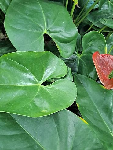 Yucca, Drvo Zivota, 70 centimetara sa prve slike je 1500, Spatifilum na lalafo.rs — 7 Yucca, Drvo Zivota, 70 centimetara sa prve slike je 1500, Spatifilum — 7