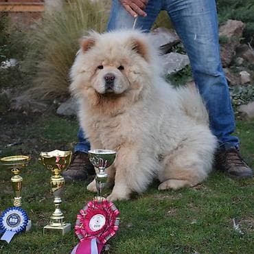 zenske broj: Stenci Chow chow traze novog vlasnika na raspolaganju su 2 zenke i at lalafo.rs — 5 zenske broj: Stenci Chow chow traze novog vlasnika na raspolaganju su 2 zenke i — 5