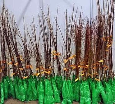 Sadnice za prolećnu sadnju Razne sadnice iz rasadnika NASTIĆ Dragana na lalafo.rs Sadnice za prolećnu sadnju Razne sadnice iz rasadnika NASTIĆ Dragana