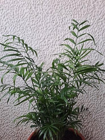 Palma Shamadorea, velika biljka sa prve slike je 600, sa druge i na lalafo.rs — 2 Palma Shamadorea, velika biljka sa prve slike je 600, sa druge i — 2