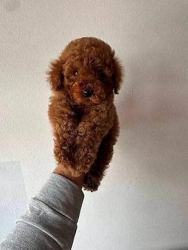 zenske broj: Crvene i aprikot mini patuljaste pudle Crvene i aprikot at lalafo.rs — 2 zenske broj: Crvene i aprikot mini patuljaste pudle Crvene i aprikot — 2