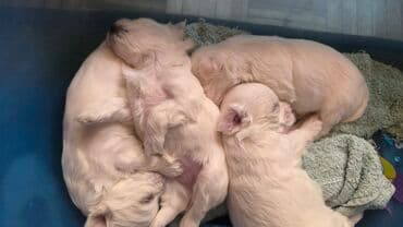 Štenci bele boje – mali, pahuljasti mezimci - Rasa: mali bele boje na lalafo.rs Štenci bele boje – mali, pahuljasti mezimci - Rasa: mali bele boje