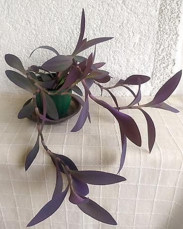 Tradescantia Pallida - Ljubičasta Lozica Prodaje se biljka sa na lalafo.rs — 5 Tradescantia Pallida - Ljubičasta Lozica Prodaje se biljka sa — 5