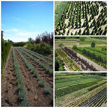 Ukrasne i vocne sadnice Rasadnik Prestiž Naš pouzdan izvor na lalafo.rs Ukrasne i vocne sadnice Rasadnik Prestiž Naš pouzdan izvor