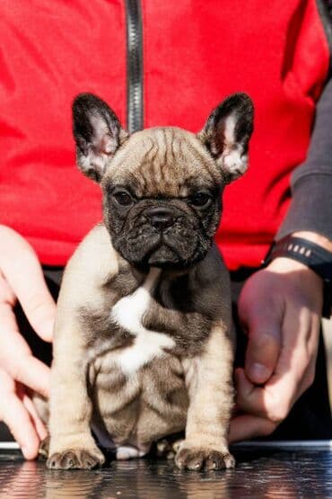 Odgajivacnica Srcky's oglasava visokokvalitetno musko stene od at lalafo.rs Odgajivacnica Srcky's oglasava visokokvalitetno musko stene od