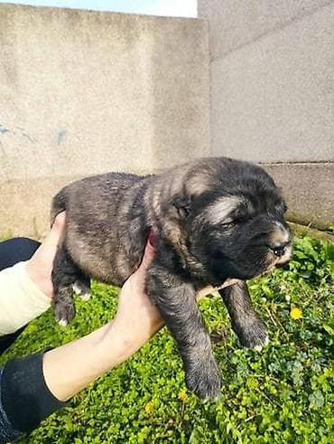 Rezervacija stenaca kakvkaskih ovcara ekstra krvne linije stari 25 na lalafo.rs Rezervacija stenaca kakvkaskih ovcara ekstra krvne linije stari 25