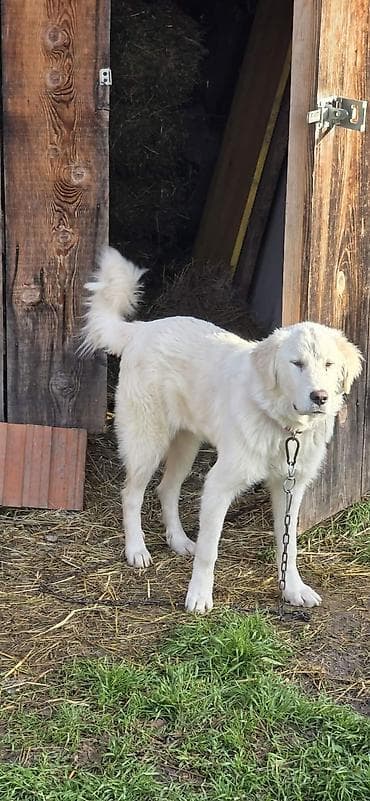 pantalone butiku ali: Na prodaju šarplaninka (merdzanka) oštenjena 5.maja 2025. Kupljena od na lalafo.rs — 3 pantalone butiku ali: Na prodaju šarplaninka (merdzanka) oštenjena 5.maja 2025. Kupljena od — 3