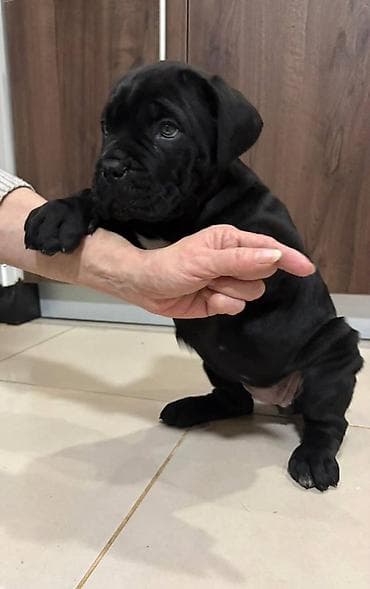 zenske broj: U ponudi 3 prelepa zenska steneta cane corso redovno cisceni od at lalafo.rs — 6 zenske broj: U ponudi 3 prelepa zenska steneta cane corso redovno cisceni od — 6